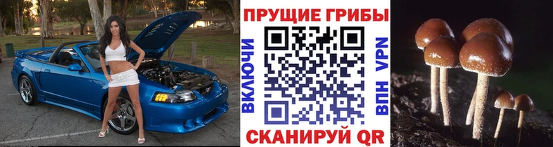 купить даркнет наркотические препараты Псилоцибиновые грибы Psilocybe Тотьма